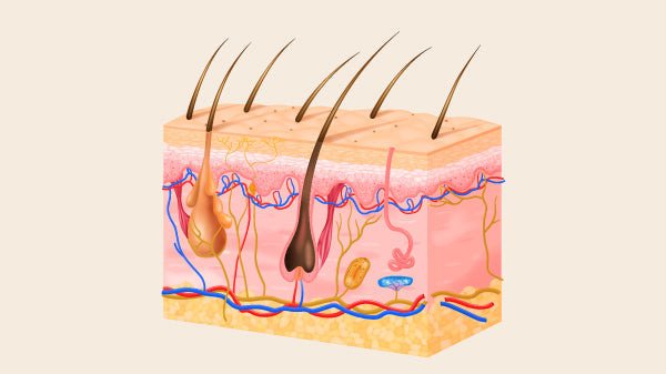 Bí quyết kéo dài độ tuổi của da qua dinh dưỡng và lối sống