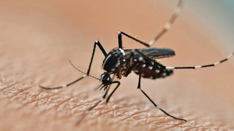 Biện pháp bảo vệ cá nhân tránh muỗi đốt hiệu quả