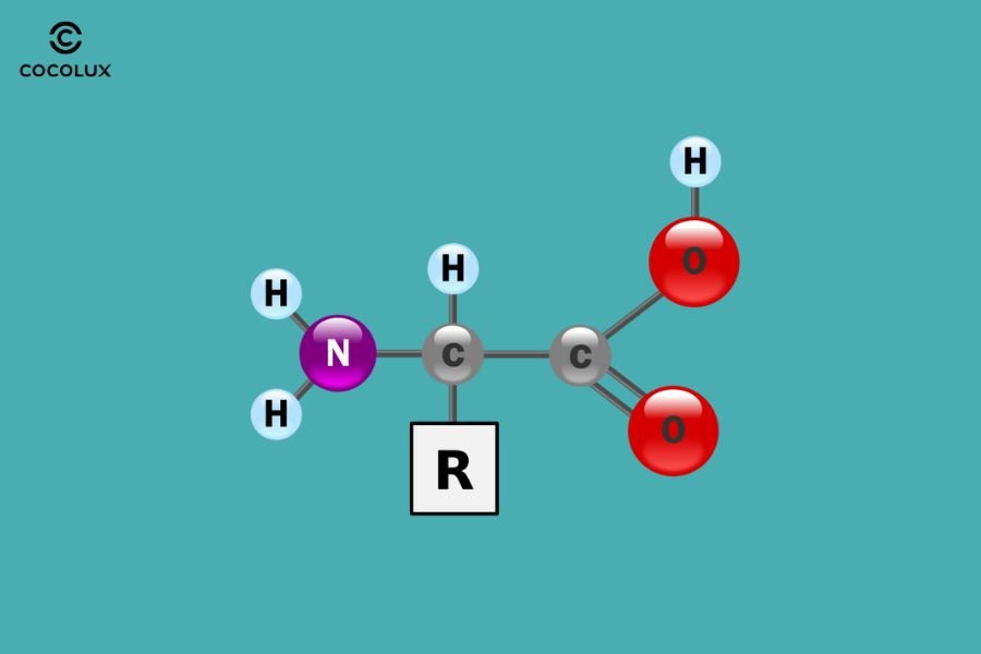 Cấu trúc phân tử Amino Acid trong làm đẹp