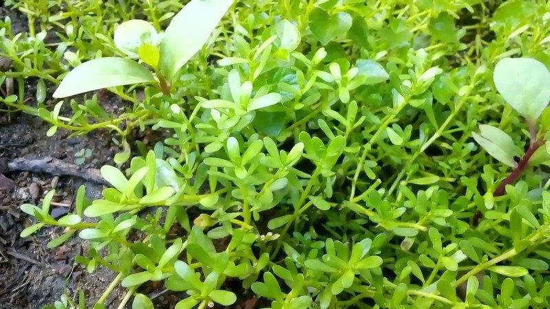 Cây rau đắng đất mọc tự nhiên, biểu tượng cho phương pháp rửa mặt bằng nước rau đắng truyền thống.