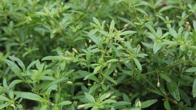 Cây rau đắng đất với đặc điểm thân tròn, lá nhỏ, thường mọc ở vùng đất ẩm