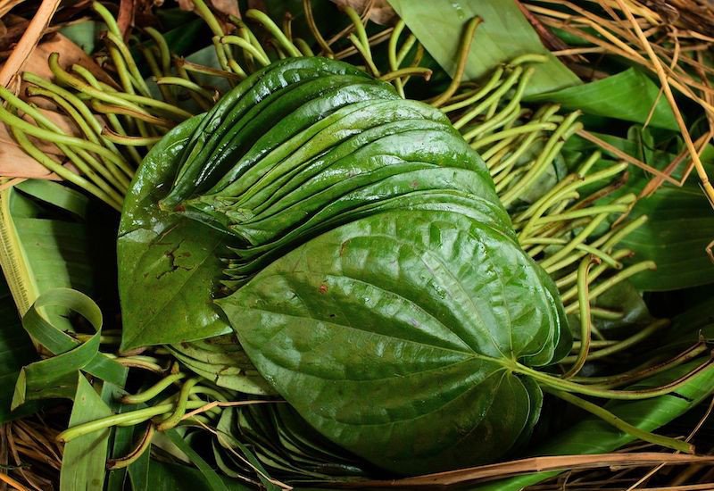 Chăm sóc da mặt với lá trầu không giúp da khỏe đẹp
