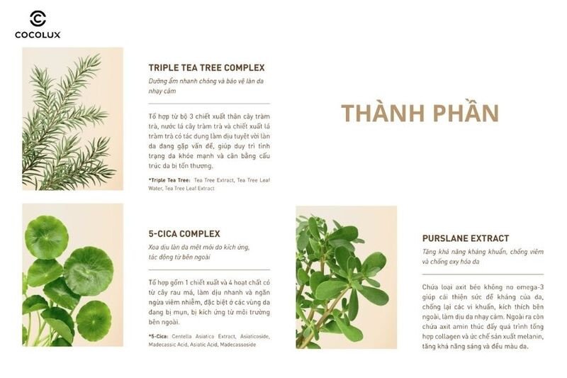 Hình ảnh minh họa các thành phần chính của sữa rửa mặt S.O.B Tea Tree Cleansing Foam