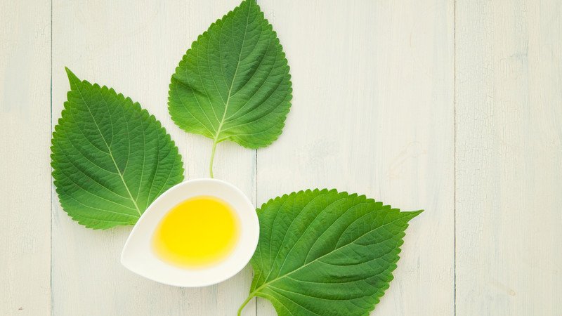 Lá tía tô giàu dưỡng chất mang lại lợi ích làm đẹp da tự nhiên