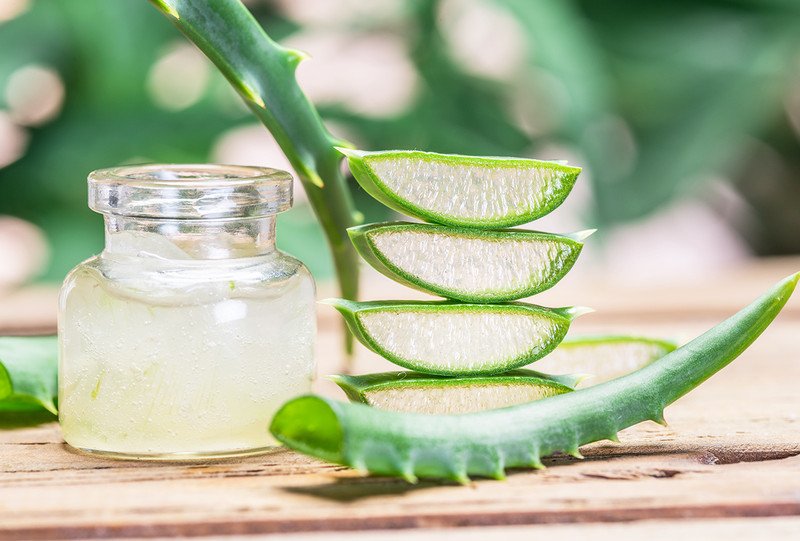 Lô hội, một nguyên liệu tự nhiên, hỗ trợ dưỡng ẩm và làm dịu da môi, giúp cải thiện tình trạng hạt Fordyce.