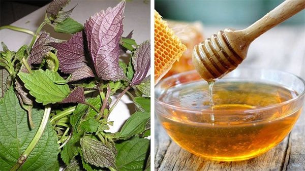 Pha trộn tía tô và mật ong tạo thành mặt nạ dưỡng da trị nám