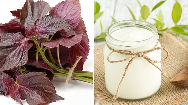 Sự kết hợp giữa tía tô và sữa chua không đường trong mặt nạ trị nám