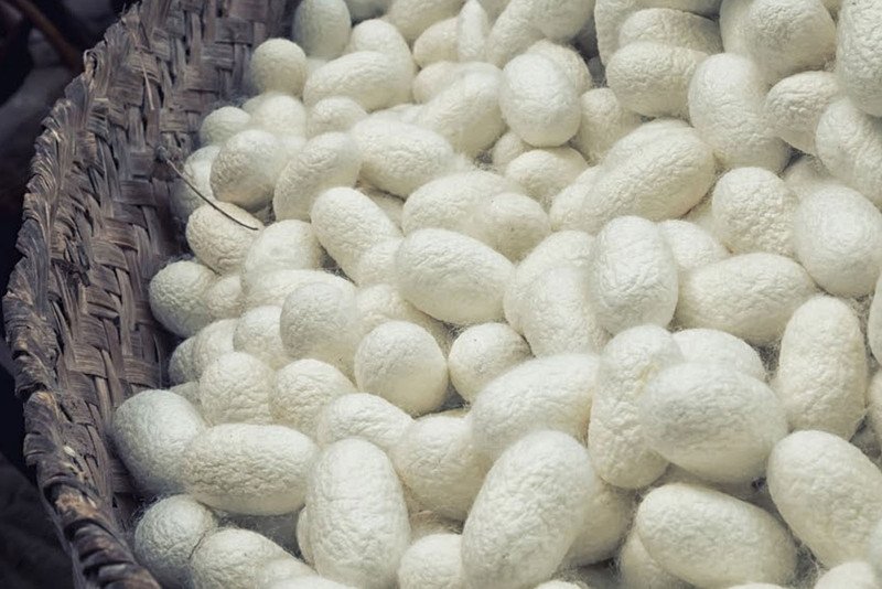 tinh chất Sericin từ kén tơ tằm trắng, thành phần dưỡng ẩm quan trọng trong sữa rửa mặt Senka