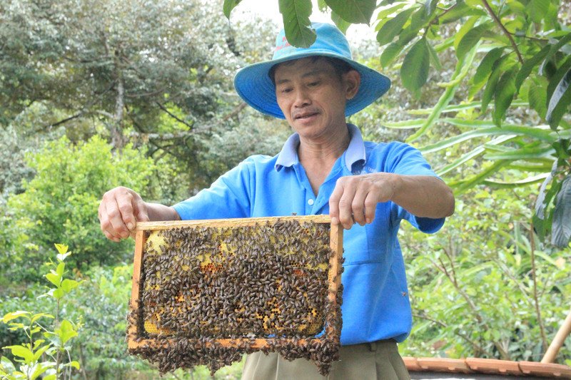 Tổ ong lớn trên cây, minh họa sự nguy hiểm và cần tránh xa để phòng tránh ong đốt