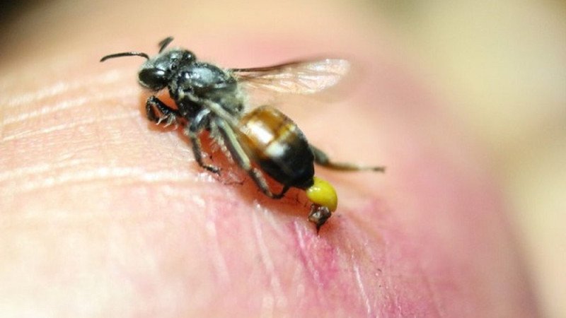 Vết sưng đỏ và đau sau khi bị ong đốt